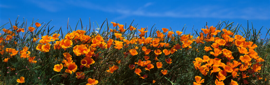 These are poppies under a blue sky.